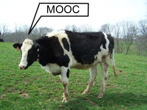 MOOC-cow